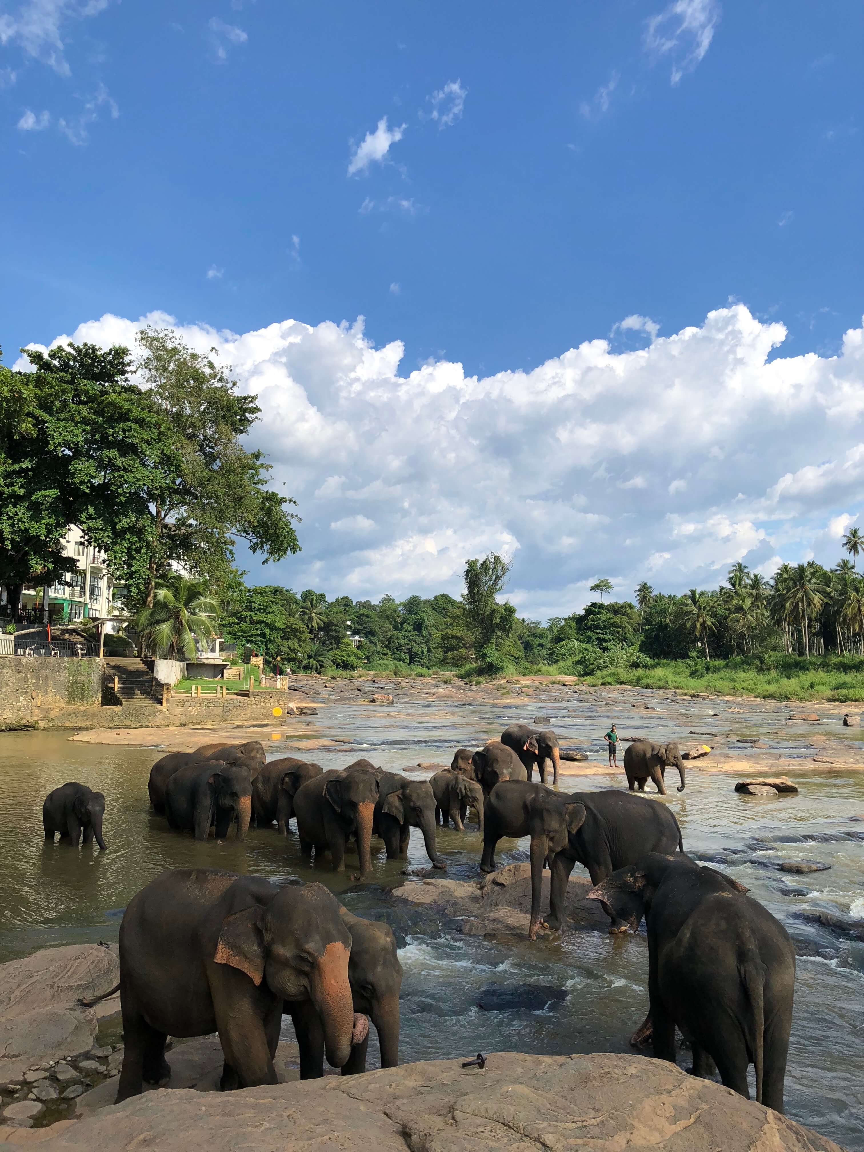 The Pinnawala Elephant Orphanage